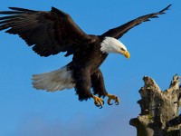 Ser pato o se águila solo depende de ti